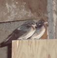 swallows2
