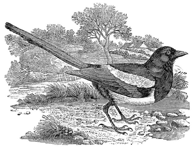 The Magpie by Thomas Bewick http://www.bewicksociety.org/galleries/publications/birds_land/magpie800.html